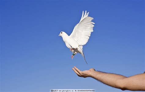 放鳥意思|放鳥是什么意思